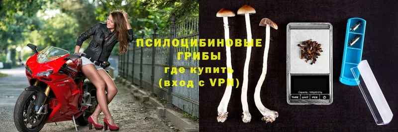 Галлюциногенные грибы Psilocybine cubensis  купить  цена  Зеленокумск 